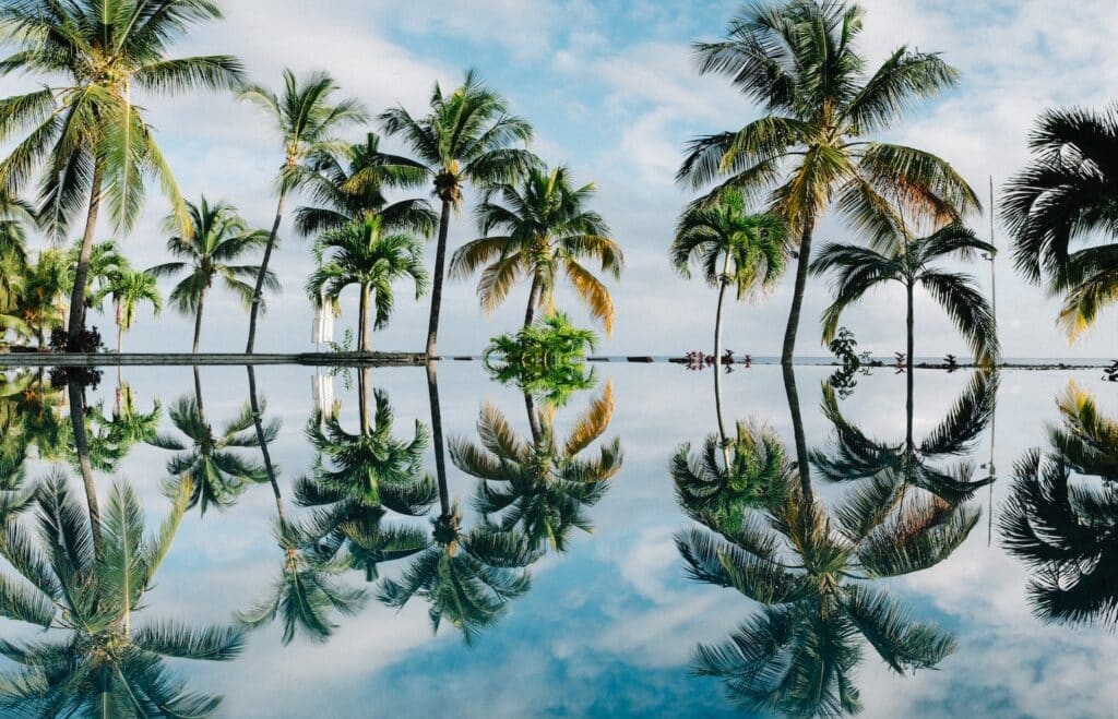 trees on a Mauritius honeymoon