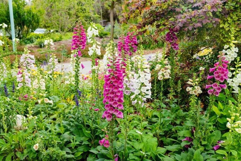 15 Best Botanical Gardens in California to Visit
