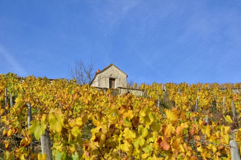 11 Fun & Best Things to Do in Chablis, France