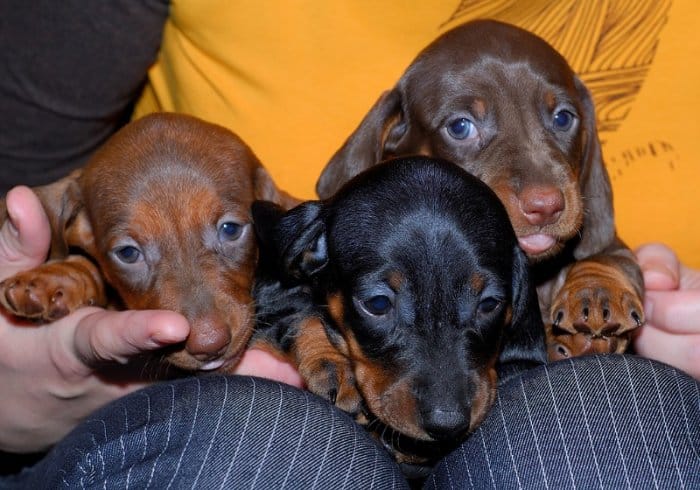 9 Breeds of German Dogs: Types of Dogs From Germany