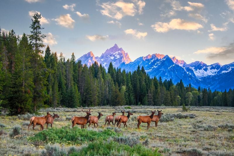 Where To Stay In Jackson Hole: 5 Best Areas & Neighborhoods