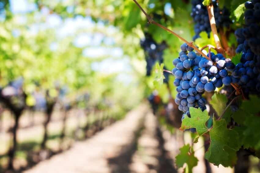 15 Best Wineries in Minnesota